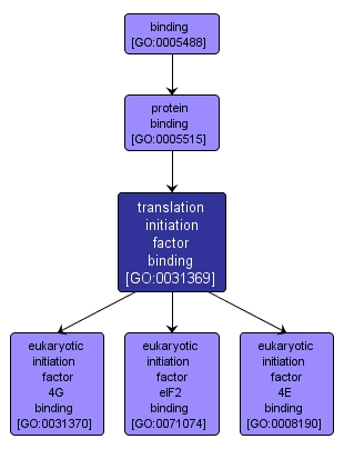 GO:0031369 - translation initiation factor binding (interactive image map)