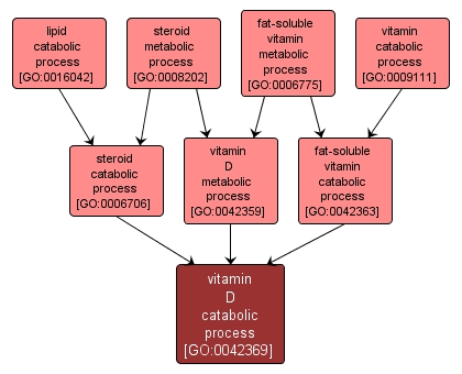 GO:0042369 - vitamin D catabolic process (interactive image map)