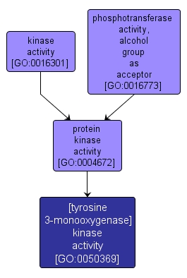 GO:0050369 - [tyrosine 3-monooxygenase] kinase activity (interactive image map)