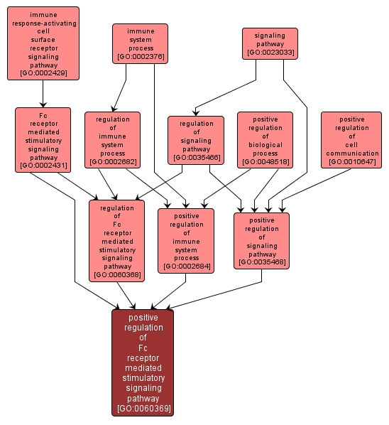 GO:0060369 - positive regulation of Fc receptor mediated stimulatory signaling pathway (interactive image map)