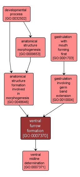 GO:0007370 - ventral furrow formation (interactive image map)