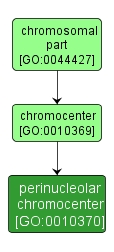 GO:0010370 - perinucleolar chromocenter (interactive image map)