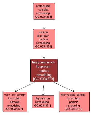 GO:0034370 - triglyceride-rich lipoprotein particle remodeling (interactive image map)