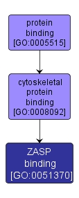 GO:0051370 - ZASP binding (interactive image map)