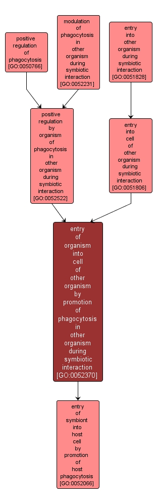 GO:0052370 - entry of organism into cell of other organism by promotion of phagocytosis in other organism during symbiotic interaction (interactive image map)