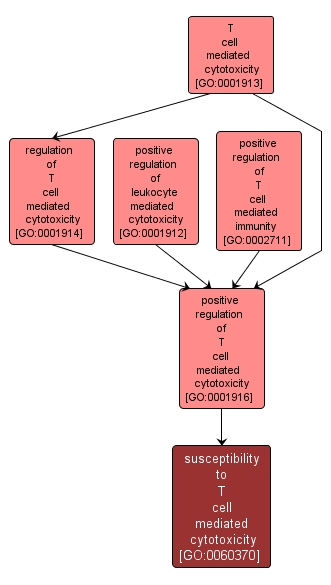 GO:0060370 - susceptibility to T cell mediated cytotoxicity (interactive image map)