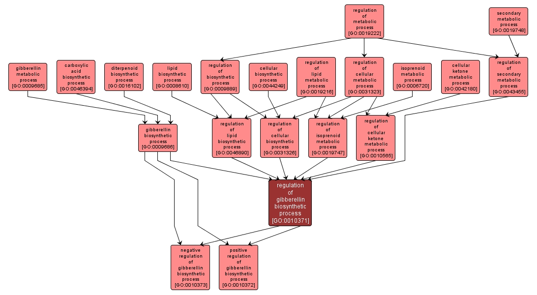 GO:0010371 - regulation of gibberellin biosynthetic process (interactive image map)