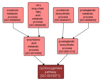 GO:0019371 - cyclooxygenase pathway (interactive image map)