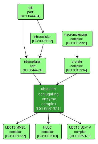 GO:0031371 - ubiquitin conjugating enzyme complex (interactive image map)