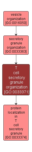 GO:0033371 - T cell secretory granule organization (interactive image map)