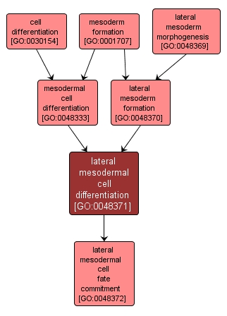 GO:0048371 - lateral mesodermal cell differentiation (interactive image map)