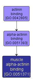 GO:0051371 - muscle alpha-actinin binding (interactive image map)