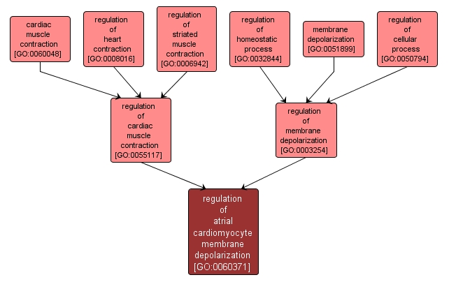 GO:0060371 - regulation of atrial cardiomyocyte membrane depolarization (interactive image map)
