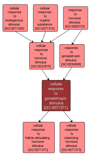 GO:0071371 - cellular response to gonadotropin stimulus (interactive image map)