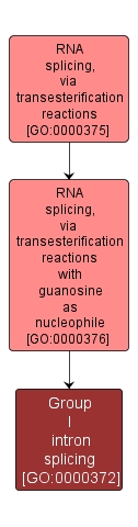 GO:0000372 - Group I intron splicing (interactive image map)