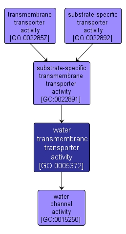 GO:0005372 - water transmembrane transporter activity (interactive image map)