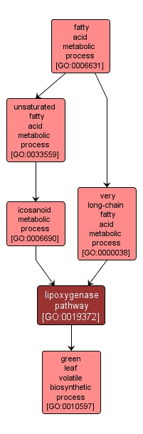 GO:0019372 - lipoxygenase pathway (interactive image map)