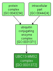 GO:0031372 - UBC13-MMS2 complex (interactive image map)