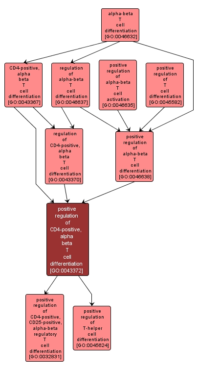 GO:0043372 - positive regulation of CD4-positive, alpha beta T cell differentiation (interactive image map)