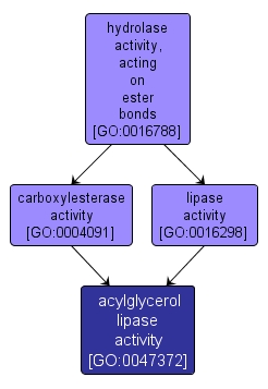 GO:0047372 - acylglycerol lipase activity (interactive image map)