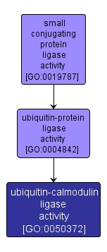 GO:0050372 - ubiquitin-calmodulin ligase activity (interactive image map)