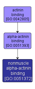 GO:0051372 - nonmuscle alpha-actinin binding (interactive image map)