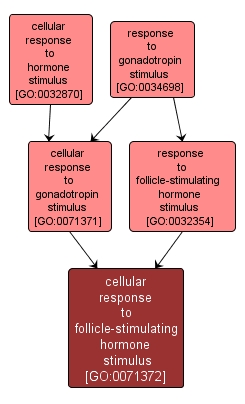 GO:0071372 - cellular response to follicle-stimulating hormone stimulus (interactive image map)