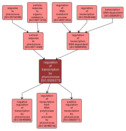 GO:0009373 - regulation of transcription by pheromones (interactive image map)