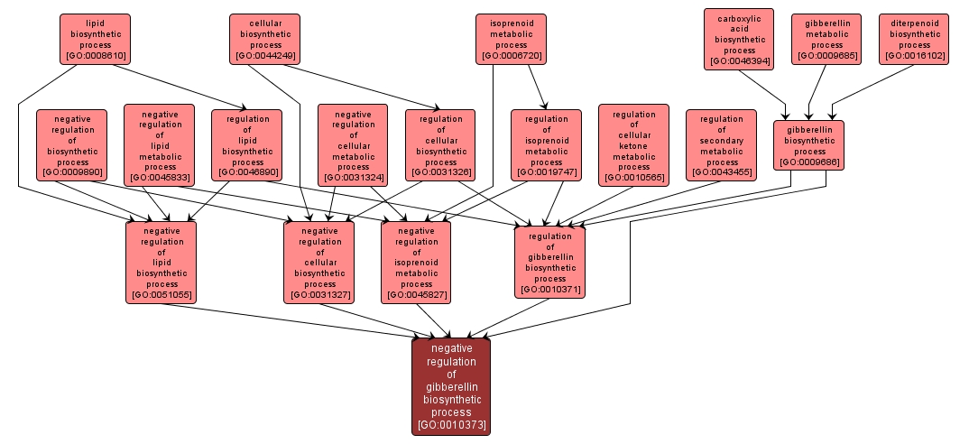 GO:0010373 - negative regulation of gibberellin biosynthetic process (interactive image map)