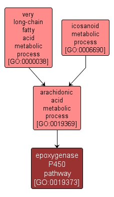 GO:0019373 - epoxygenase P450 pathway (interactive image map)