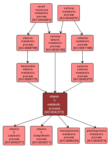 GO:0042373 - vitamin K metabolic process (interactive image map)