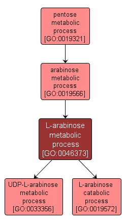 GO:0046373 - L-arabinose metabolic process (interactive image map)