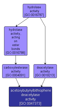 GO:0047373 - acetoxybutynylbithiophene deacetylase activity (interactive image map)