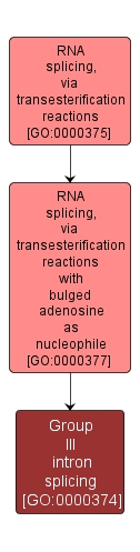 GO:0000374 - Group III intron splicing (interactive image map)