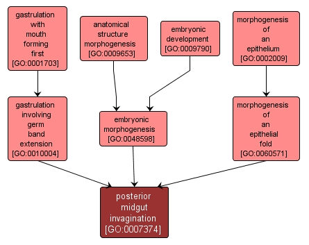 GO:0007374 - posterior midgut invagination (interactive image map)