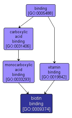 GO:0009374 - biotin binding (interactive image map)