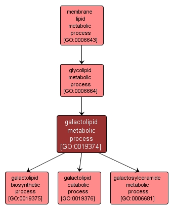 GO:0019374 - galactolipid metabolic process (interactive image map)