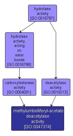 GO:0047374 - methylumbelliferyl-acetate deacetylase activity (interactive image map)