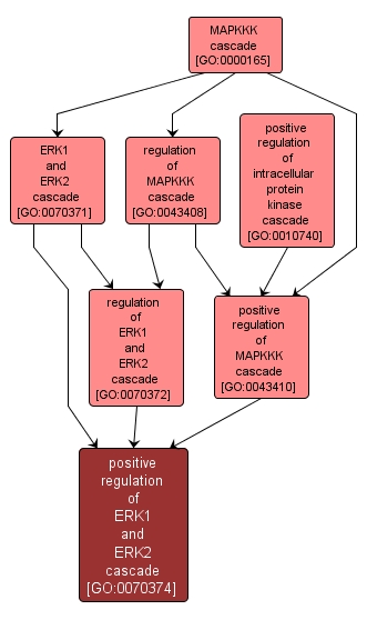 GO:0070374 - positive regulation of ERK1 and ERK2 cascade (interactive image map)
