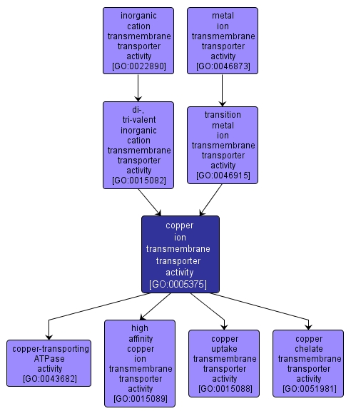 GO:0005375 - copper ion transmembrane transporter activity (interactive image map)