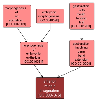 GO:0007375 - anterior midgut invagination (interactive image map)