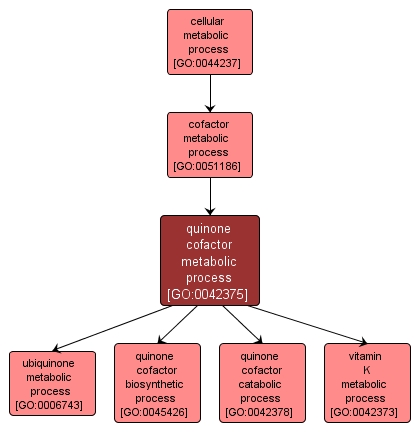 GO:0042375 - quinone cofactor metabolic process (interactive image map)
