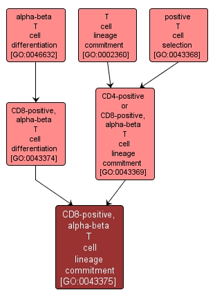 GO:0043375 - CD8-positive, alpha-beta T cell lineage commitment (interactive image map)