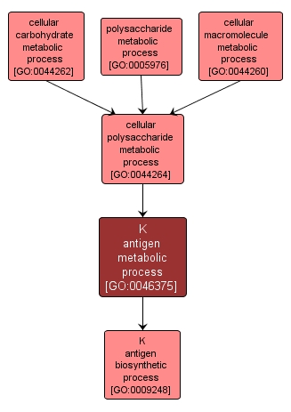 GO:0046375 - K antigen metabolic process (interactive image map)