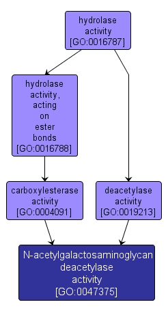 GO:0047375 - N-acetylgalactosaminoglycan deacetylase activity (interactive image map)