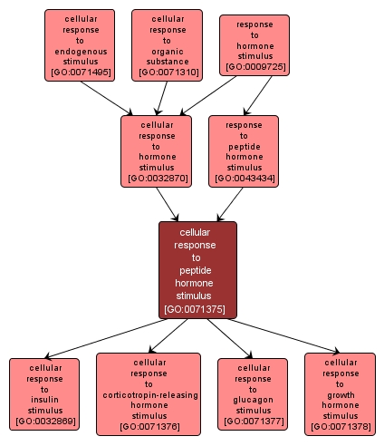 GO:0071375 - cellular response to peptide hormone stimulus (interactive image map)
