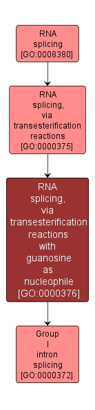 GO:0000376 - RNA splicing, via transesterification reactions with guanosine as nucleophile (interactive image map)