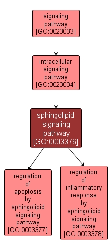 GO:0003376 - sphingolipid signaling pathway (interactive image map)
