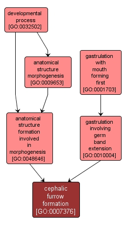 GO:0007376 - cephalic furrow formation (interactive image map)