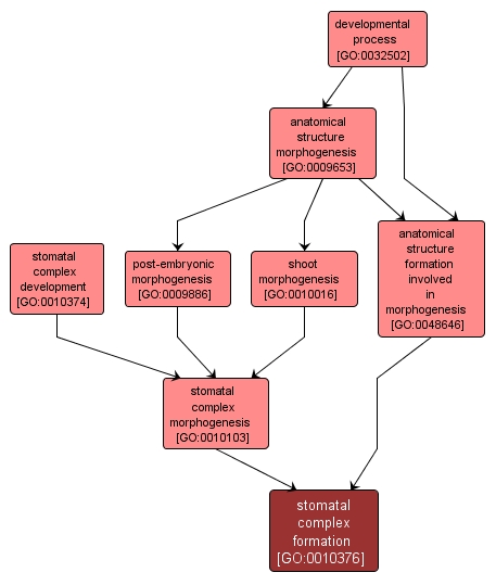 GO:0010376 - stomatal complex formation (interactive image map)